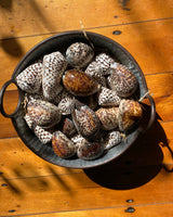 SEA SHELL - TIGER COWRIE