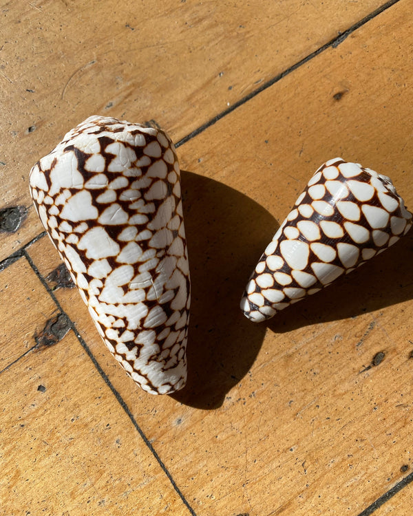 SEA SHELLS - CONUS MARMORATUS