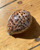SEA SHELL - TIGER COWRIE