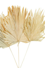 DRIED PALM SOFT LEAVES